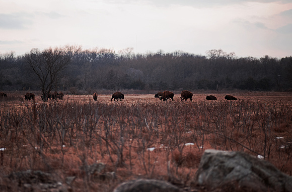 Minneopa State Park Buffalo Herd
