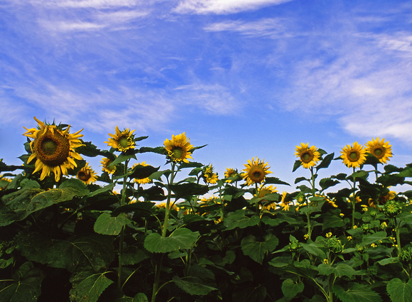 Newfolden, Minnesota Sunflowers