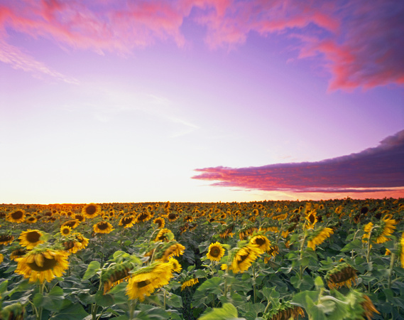 Roseau County Sunflowers
