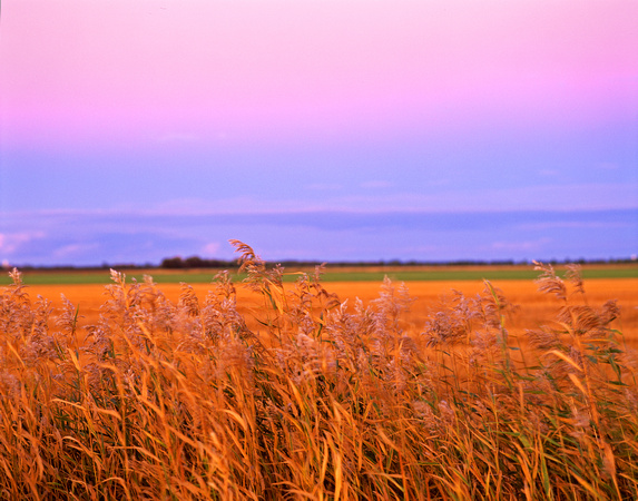 Roseau County Wheat