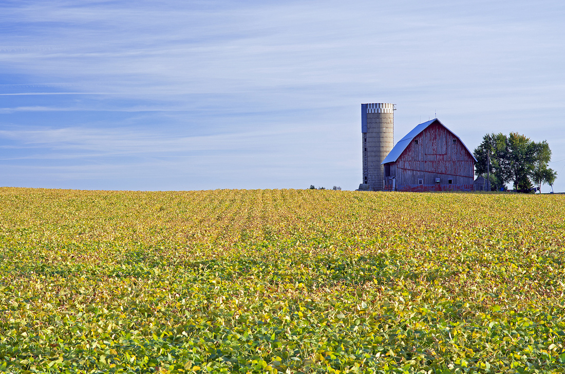 Minnesota Farm Scene Ripening Soybeans