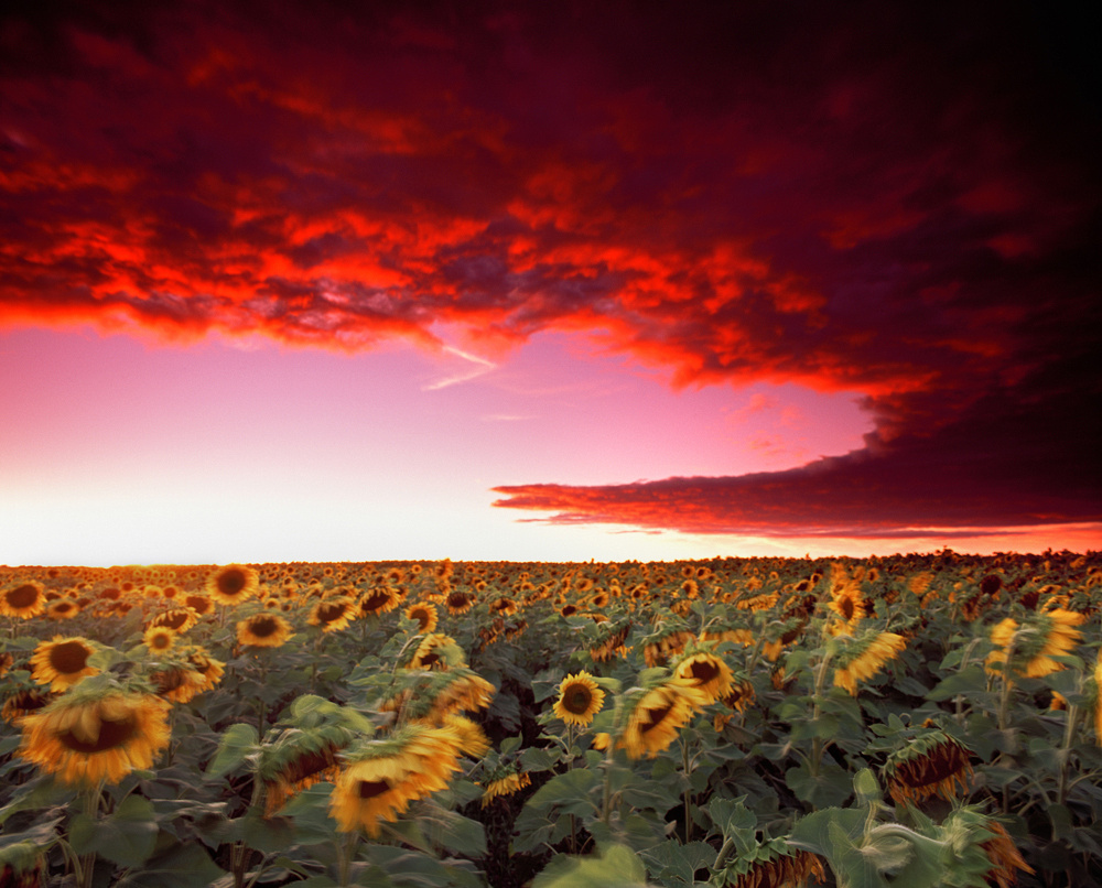 Minnesota Sunflower Field
