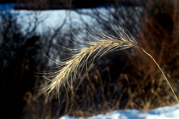 Wild Grass in Winter