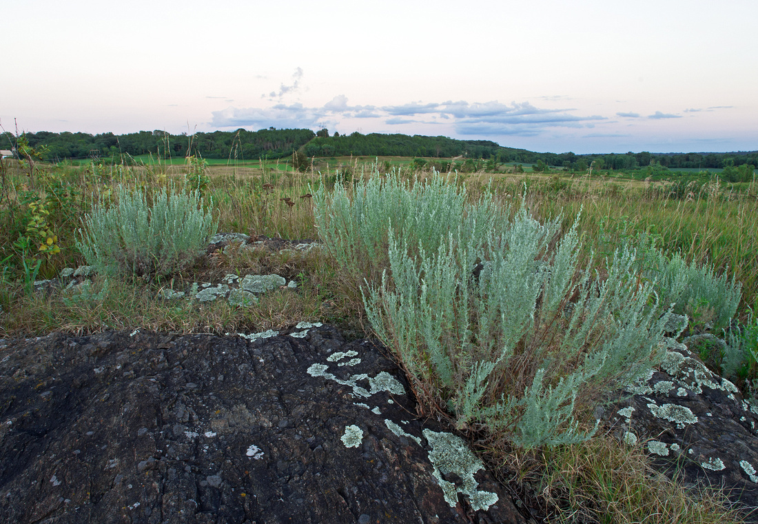 Sagebrush on Gneiss Outcrops