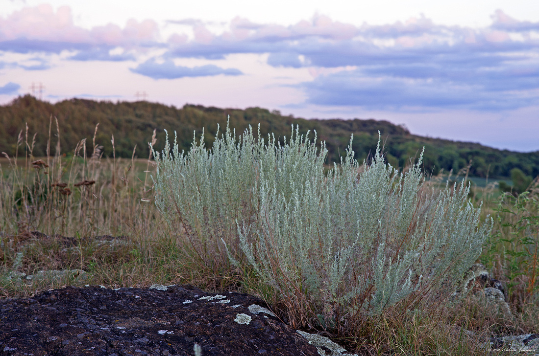 Minnesota Sagebrush