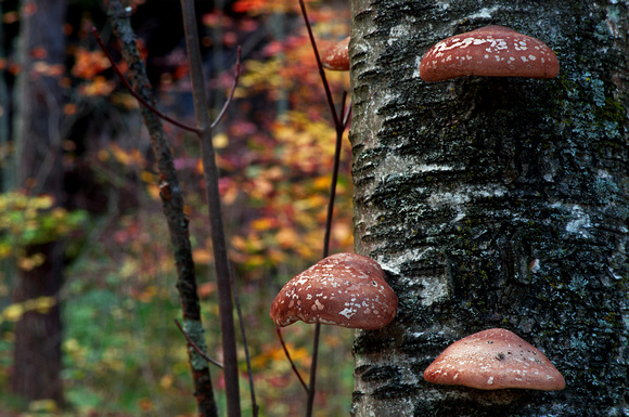 Mushrooms on Birch