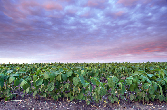 Spinach Field at Twilight