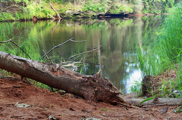 Fallen Pine Along the River Bank