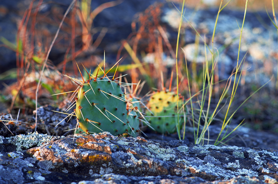 Plains Prickly Pear Cactus