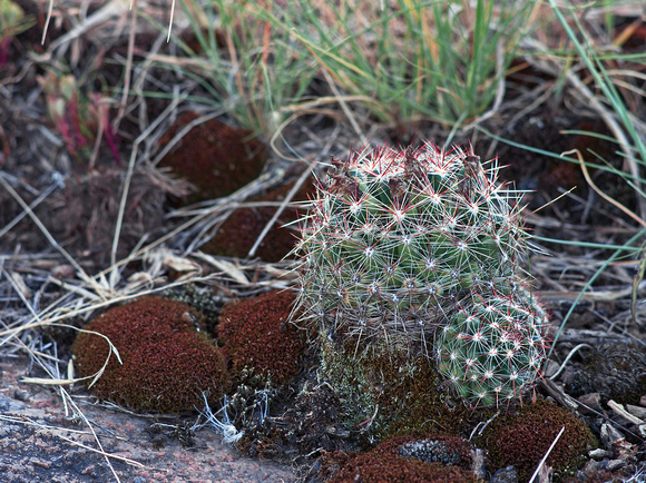 Minnesota Ball Cactus (Escobaria vivipara)