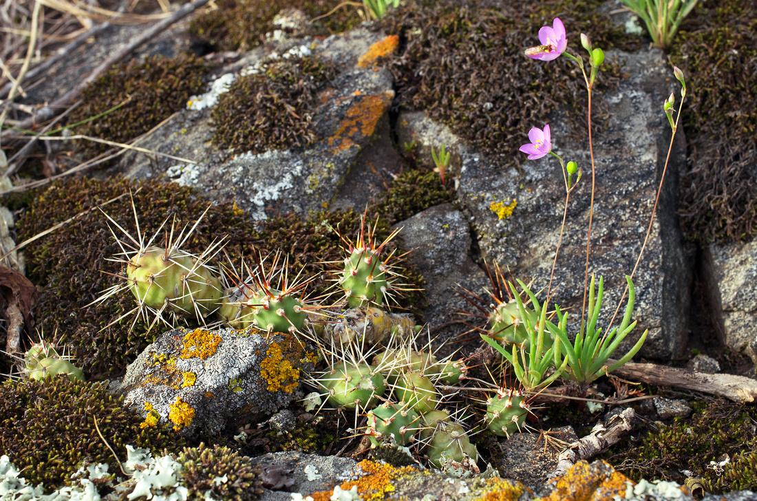 Gneiss Outcrops SNA