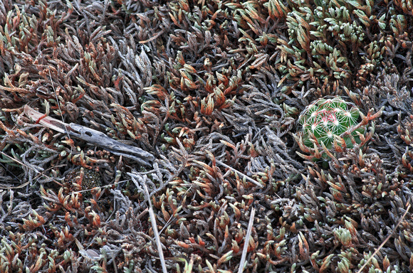 Cactus on a Bed of Lichen