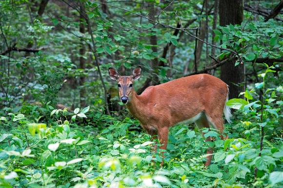 A Deer in the Woods