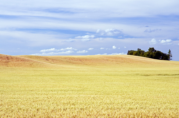 Rolling Hills of Wheat and an Island of Trees