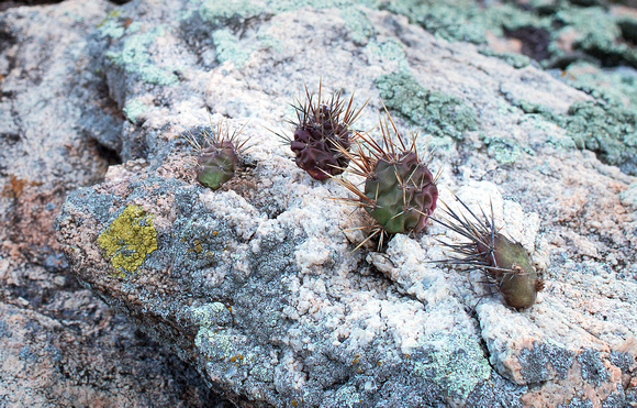 Minnesota River Valley Brittle Pricklypear Cactus