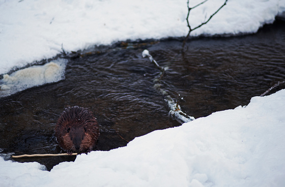 Beaver in Minneopa Creek