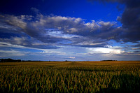 Sibley County Corn Fields