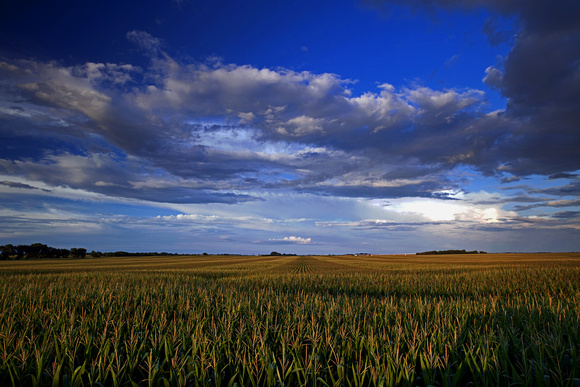 Sibley County Corn Fields