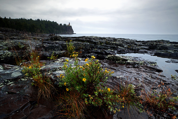 Wild Flowers on the Shoreline at Split Rock Lighthouse State Par