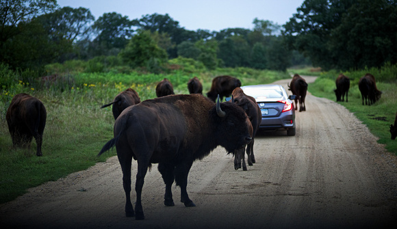 Bison on the Roadway
