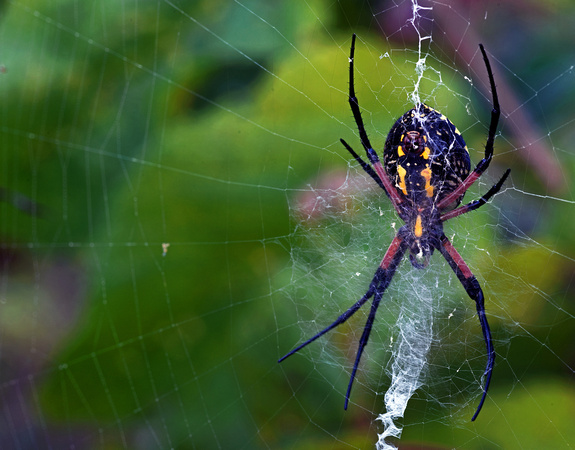 Orb-Weaver Spider
