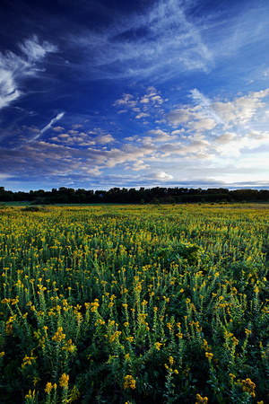 A Field Of Goldenrod at Sunset
