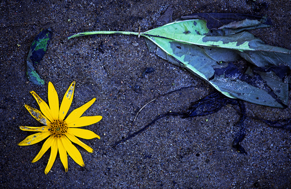 Sunflower In the Creekbed