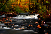 Mushrooms and Fall Colors at Wolf Creek