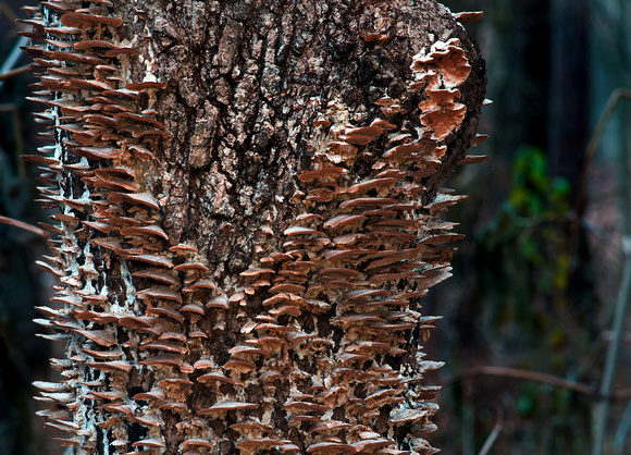 Fungus on Bark