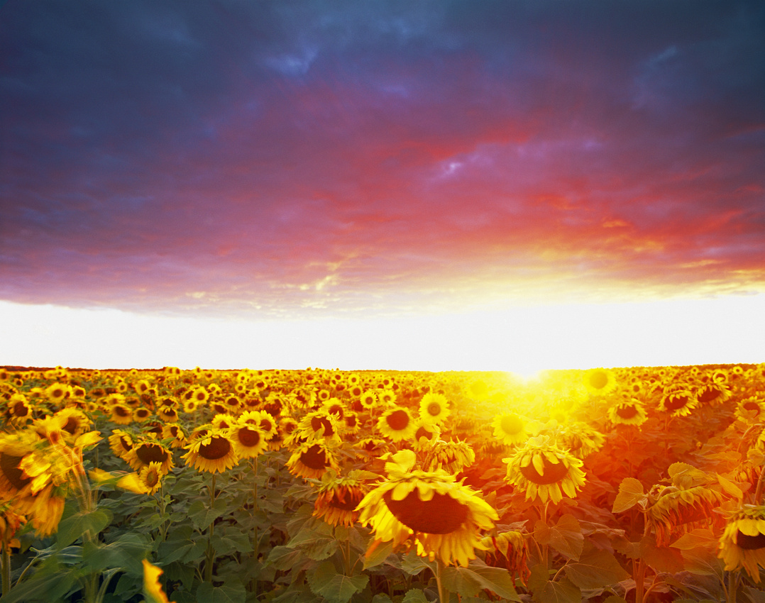 Minnesota Sunflower Field